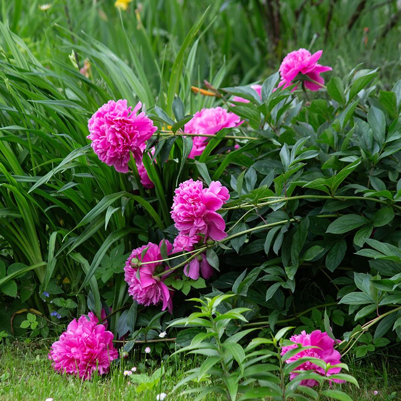 Peonia erbacea Sarah Bernhardt (Porto)