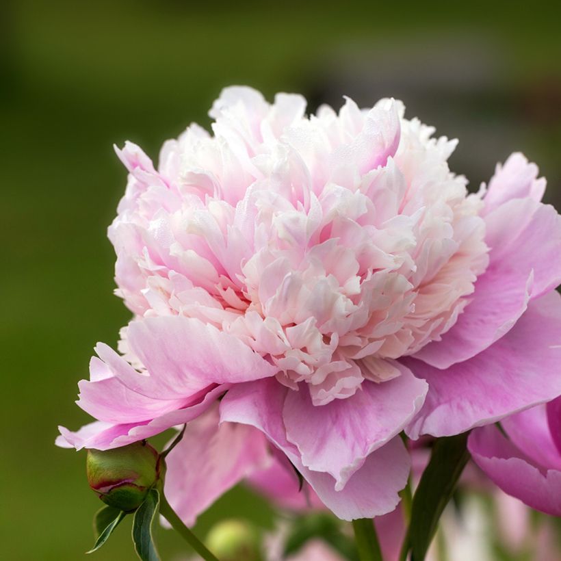 Peonia erbacea Sorbet (Fioritura)