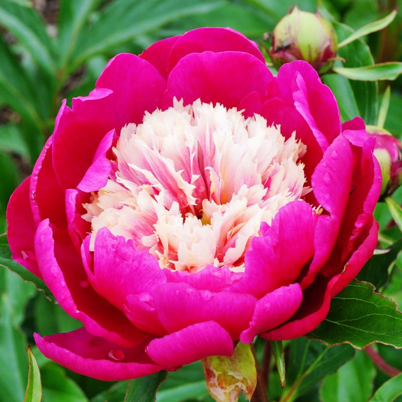 Peonia erbacea White Cap (Fioritura)