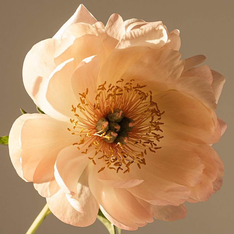 Peonia erbacea King's Day (Fioritura)