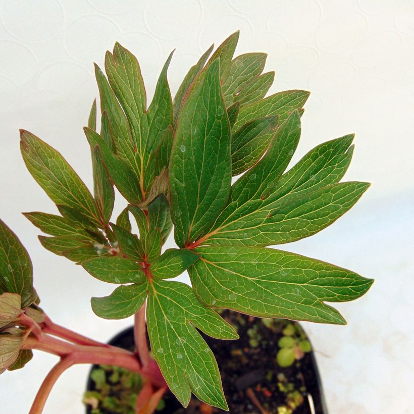 Paeonia officinalis Rubra Plena (Fogliame)