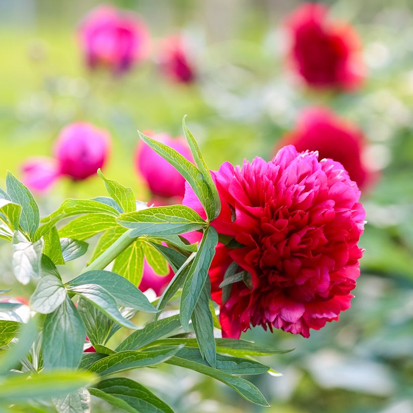 Paeonia officinalis Rubra Plena (Fioritura)