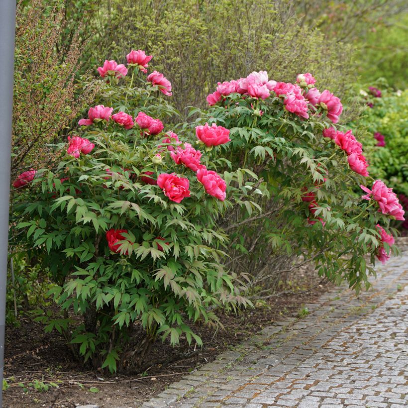 Paeonia officinalis Rubra Plena (Porto)