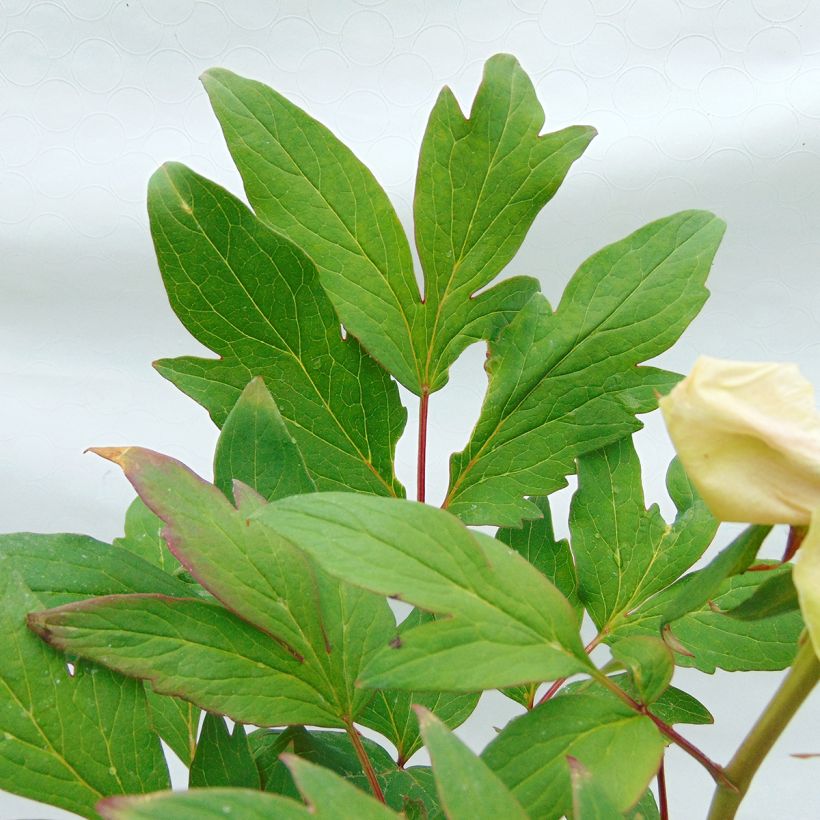 Peonia arborea Rosa (Fogliame)