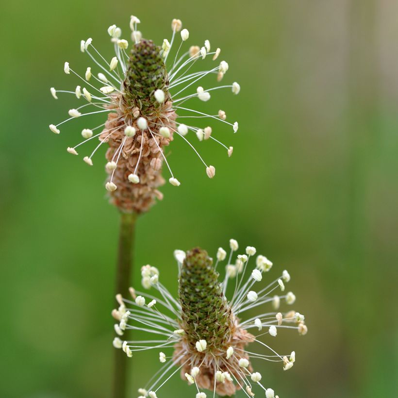 Plantago lanceolata Bio - Piantaggine (Fioritura)