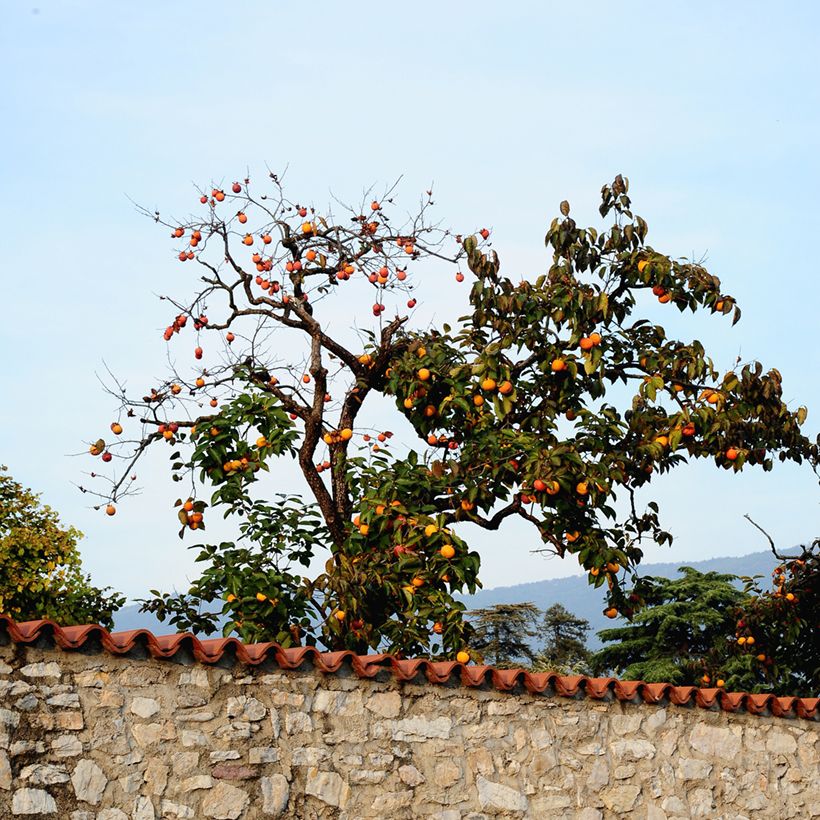 Cachi Ragno (Porto)