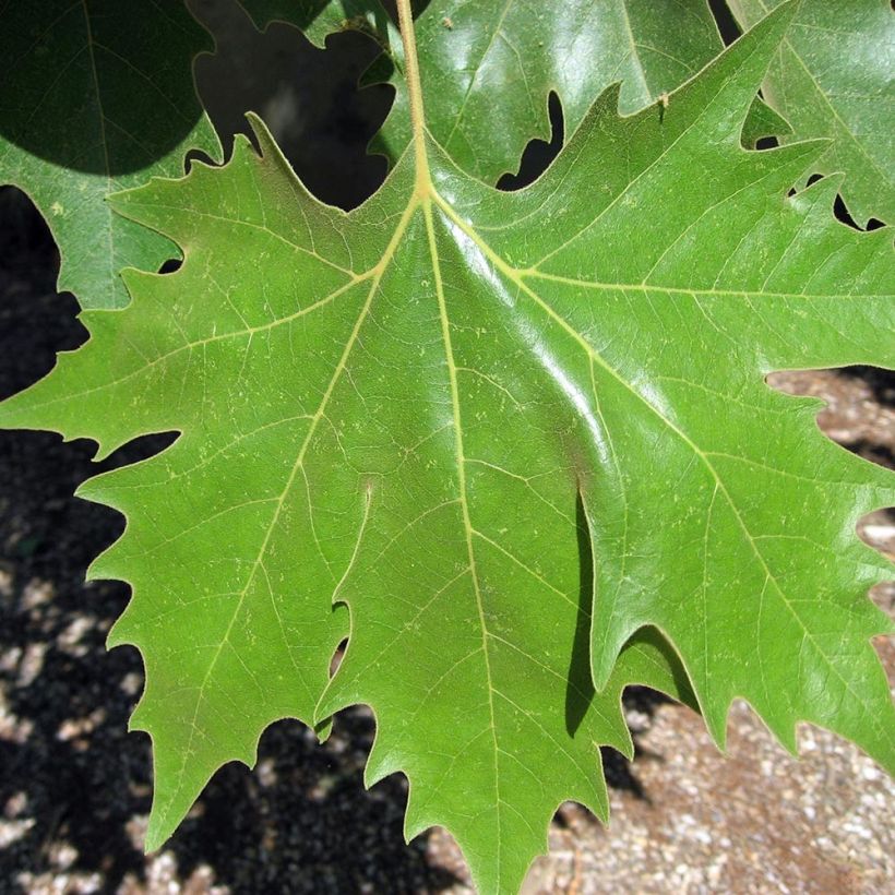 Morus alba - Gelso comune (Fogliame)