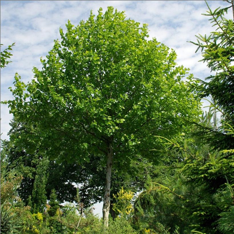 Morus alba - Gelso comune (Porto)