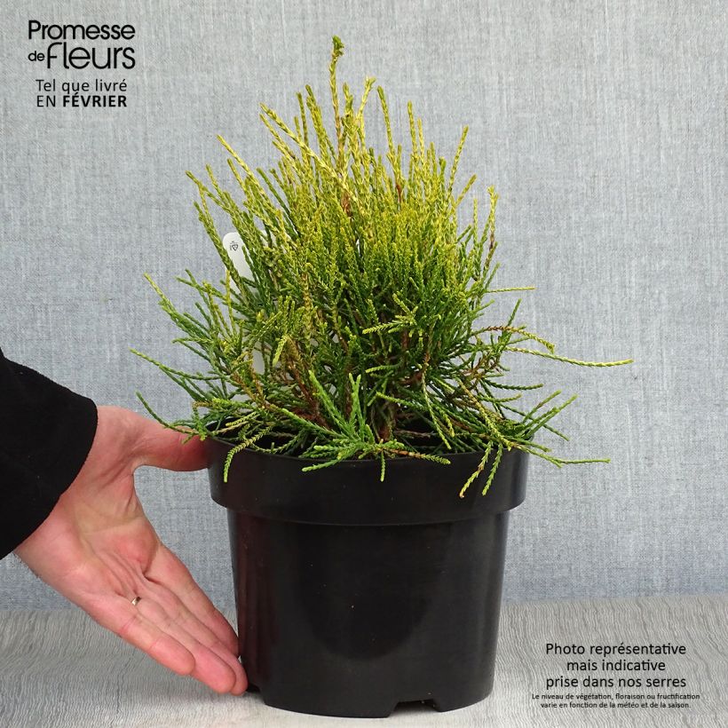 Platycladus orientalis Franky Boy en pot de 2/3L esemplare consegnato in inverno