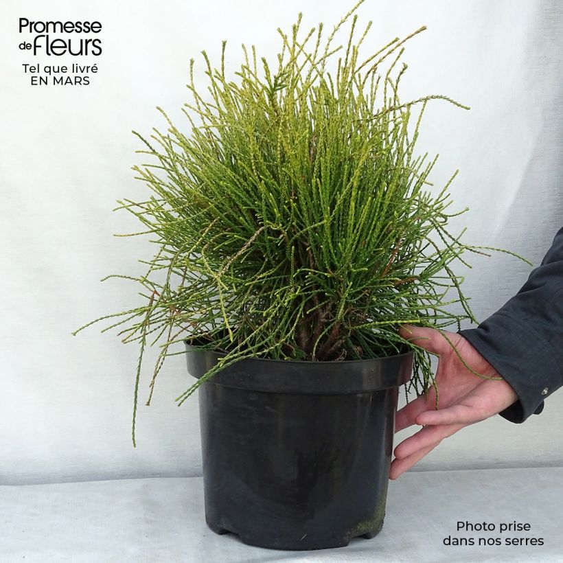 Platycladus orientalis Franky Boy en pot de 7,5/10l esemplare consegnato in inverno