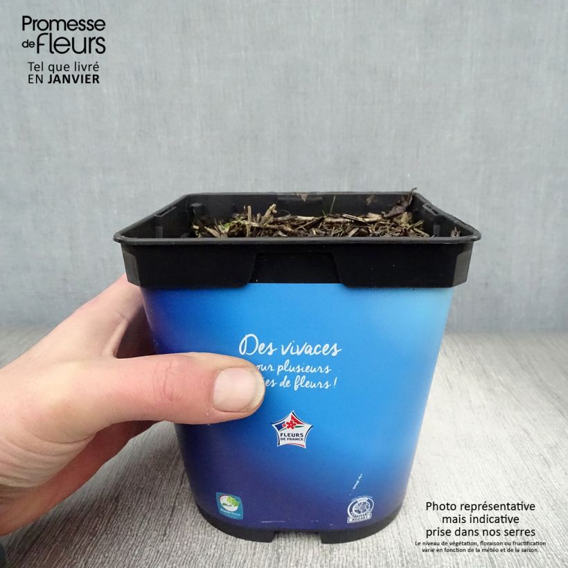 Platycodon grandiflorus Astra Blue Pot de 2L/3L esemplare consegnato in inverno