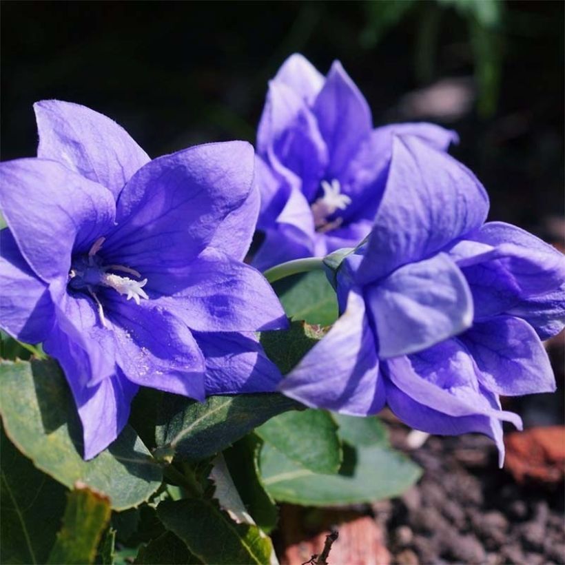 Platycodon grandiflorus Astra Blue - Campanula cinese (Fioritura)