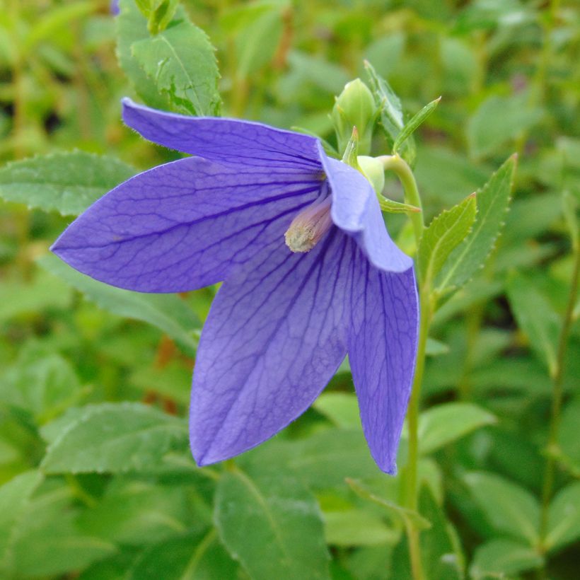 Platycodon grandiflorus Mariesii - Campanula cinese (Fioritura)