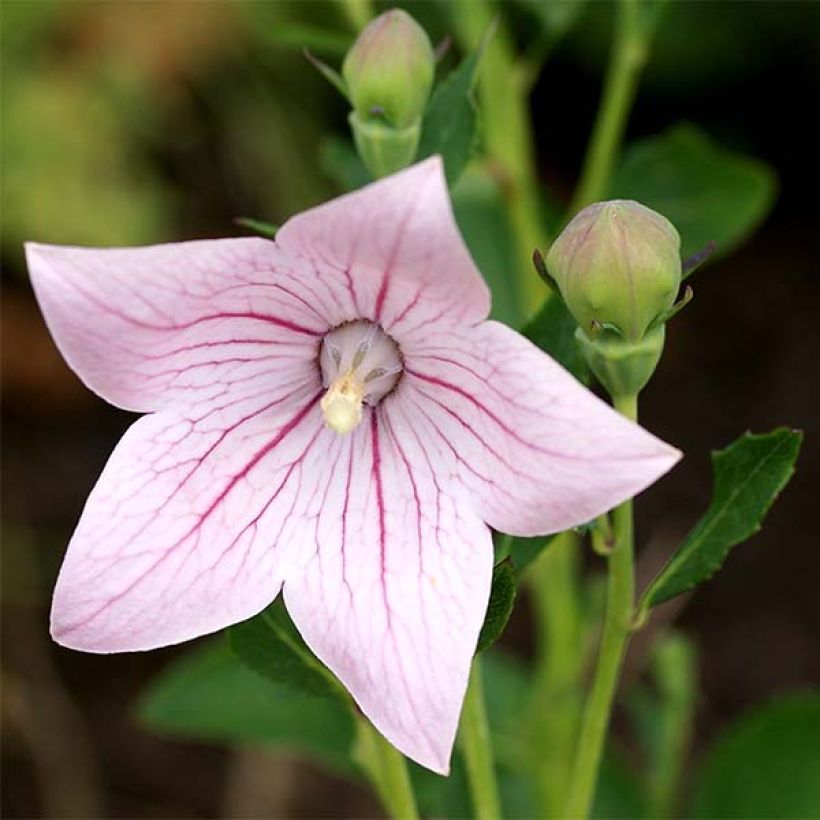 Platycodon grandiflorus Perlmutterschale - Campanula cinese (Fioritura)