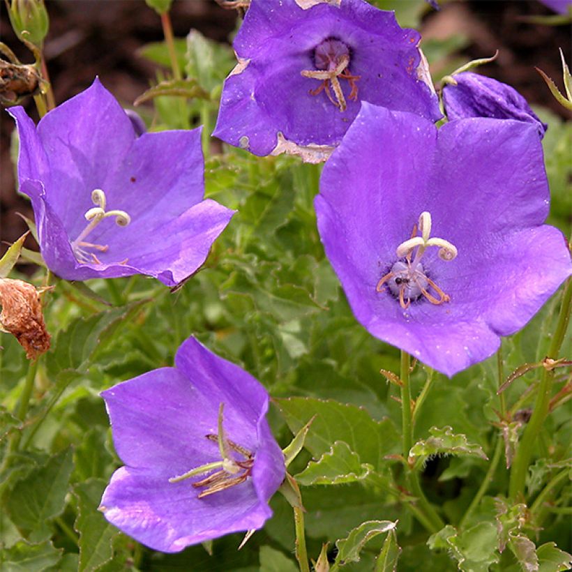 Platycodon grandiflorus Zwerg - Campanula cinese (Fioritura)