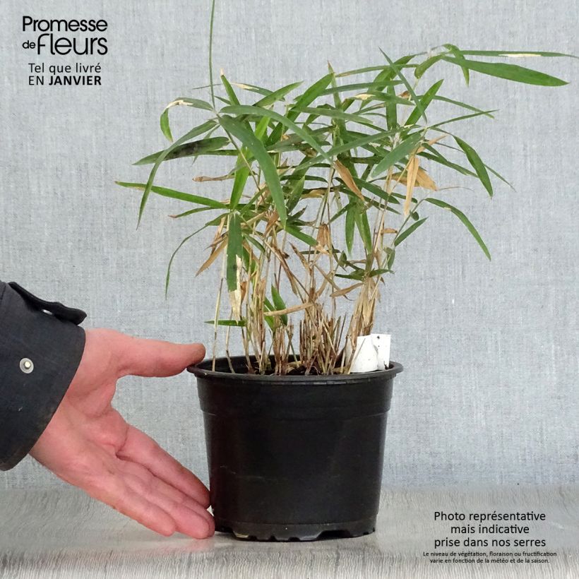 Pleioblastus argenteostriatus f. pumilus - Bambou nain Pot de 1L/1,5L esemplare consegnato in inverno