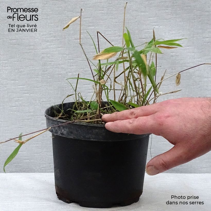 Pleioblastus auricomus - Bambou nain doré Pot de 1L/1.5L esemplare consegnato in inverno