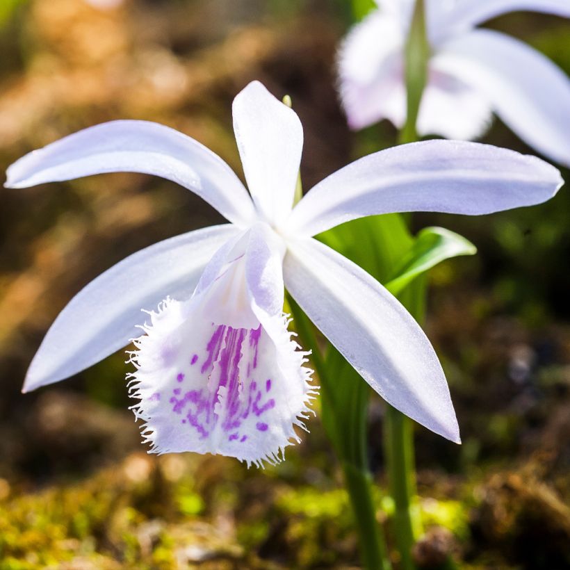 Pleione Glacier Peak (Fioritura)