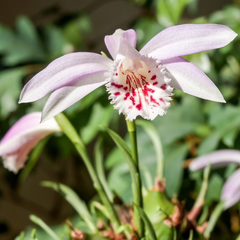 Pleione Glacier Peak (Porto)