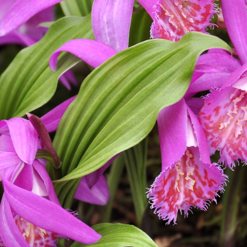 Pleione Tongariro (Fogliame)