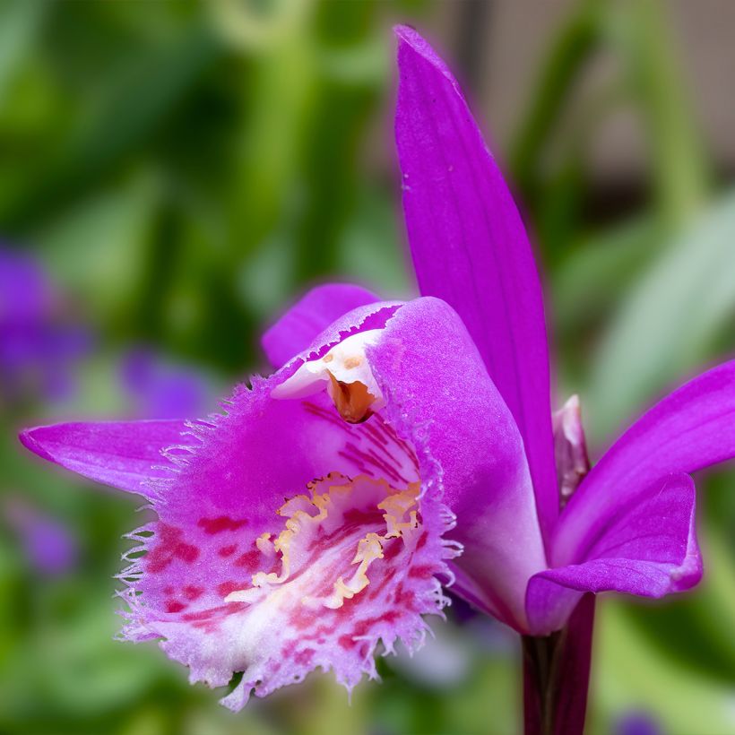 Pleione Tongariro (Fioritura)