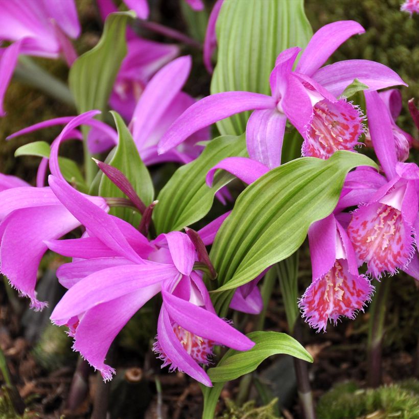 Pleione Tongariro (Porto)