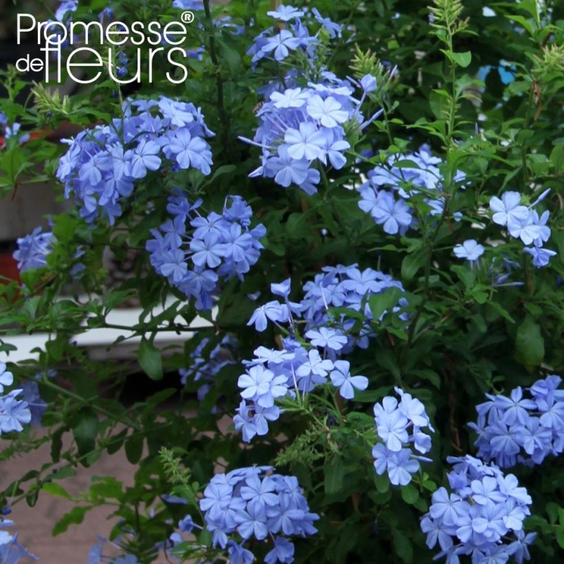 Plumbago auriculata Dark Blue (Fioritura)