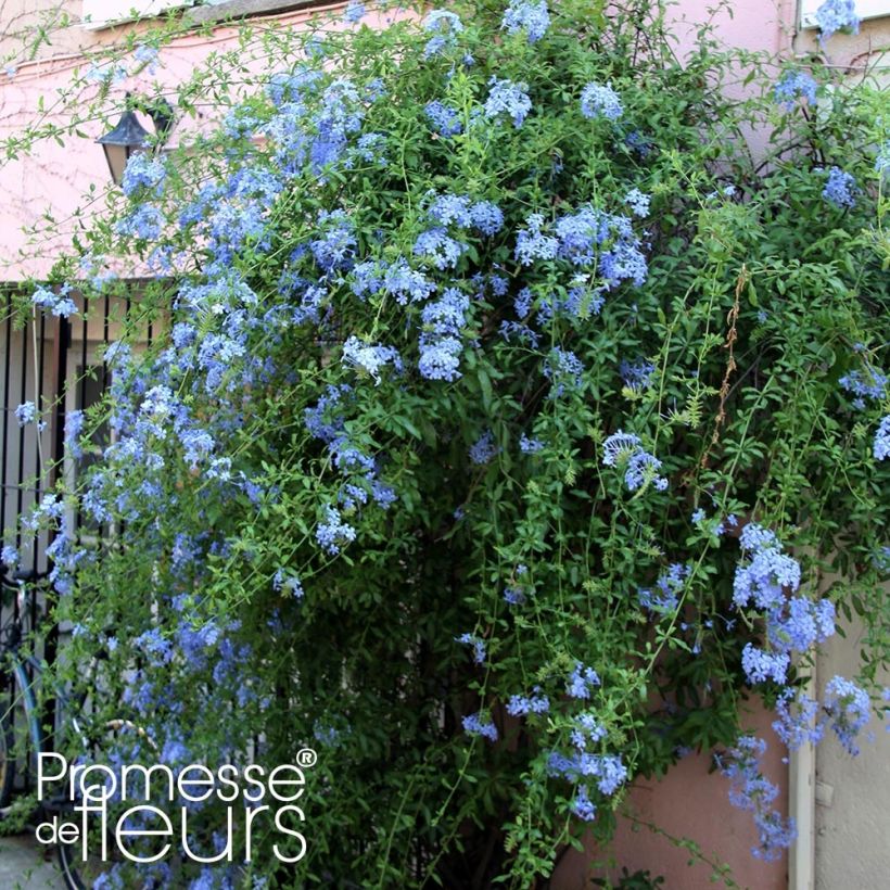 Plumbago auriculata Dark Blue (Porto)