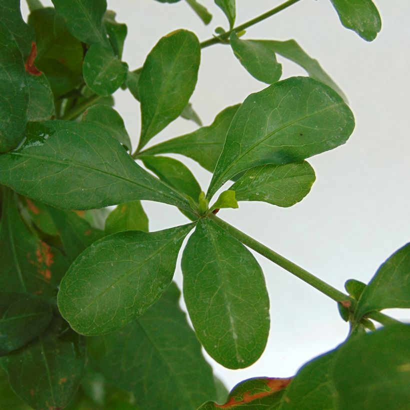 Plumbago auriculata (Fogliame)