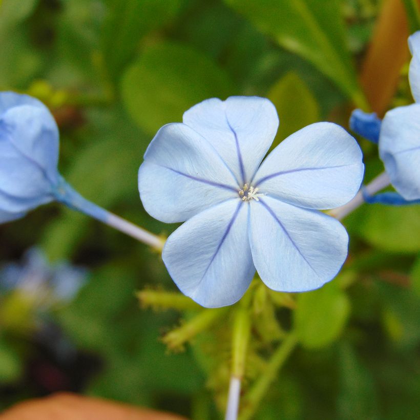 Plumbago auriculata (Fioritura)