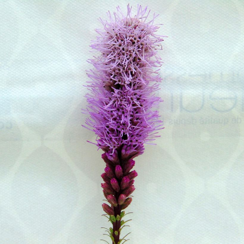 Liatris spicata Floristan Violet (Fioritura)