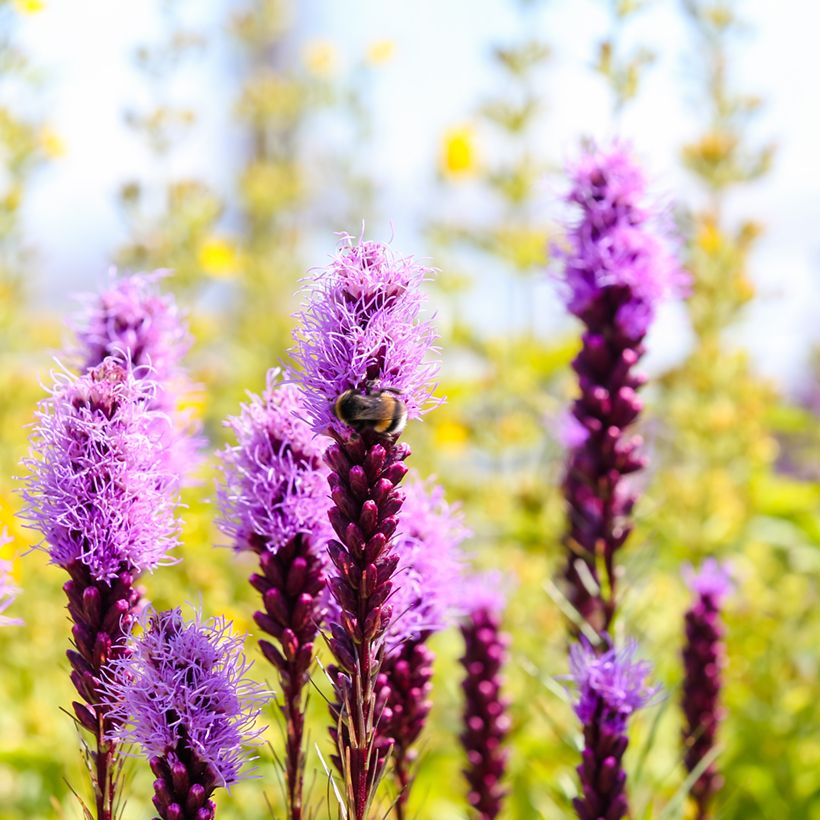 Liatris spicata Kobold (Fioritura)