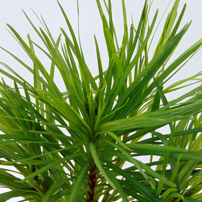 Liatris spicata Floristan Violet (Fogliame)