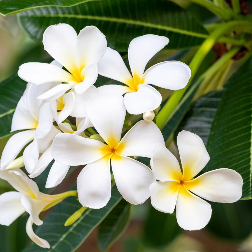 Plumeria obtusa - Frangipani (Fioritura)