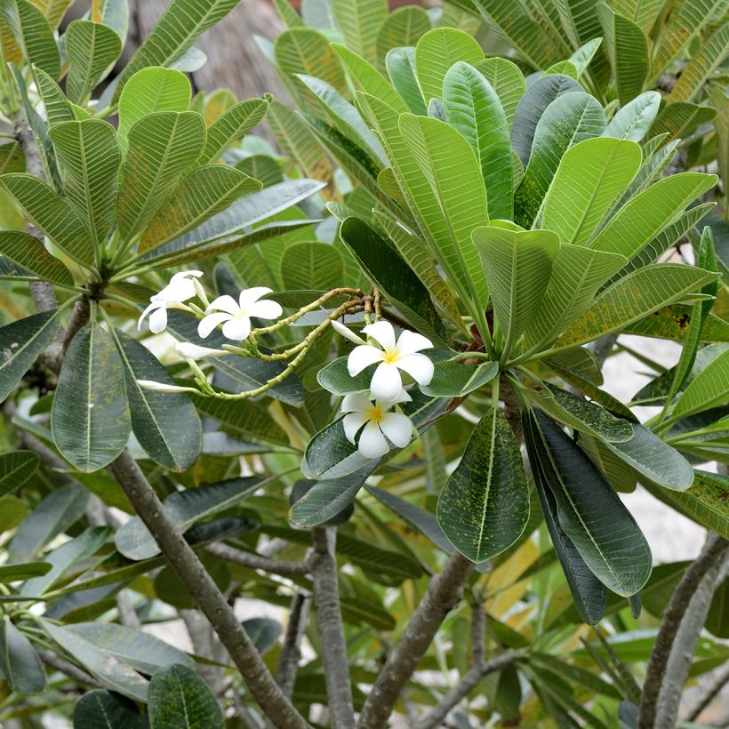 Plumeria obtusa - Frangipani (Fogliame)