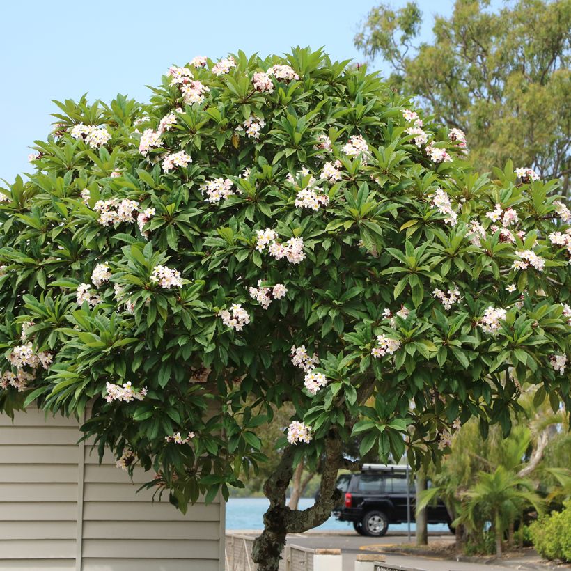 Plumeria obtusa - Frangipani (Porto)