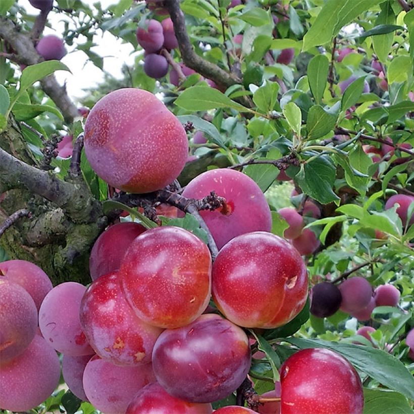 Pluot Pink Candy (Raccolta)