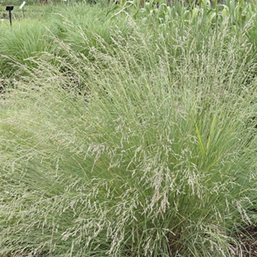 Poa labillardieri (Fioritura)