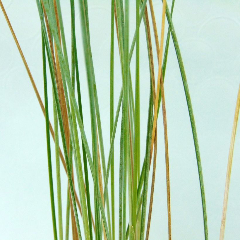 Poa labillardieri (Fogliame)