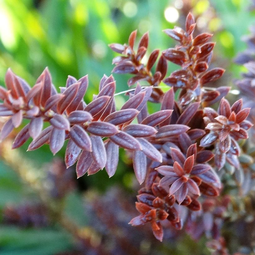 Podocarpus Chocolate Box - Podocarpo (Fogliame)