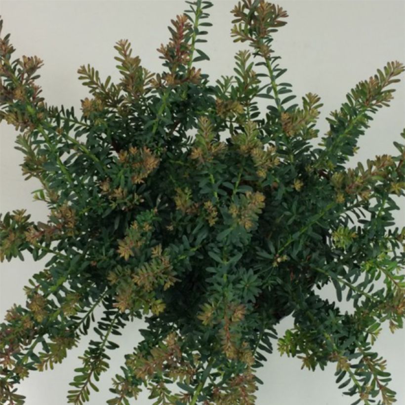 Podocarpus lawrencii Blue Gem (Fogliame)