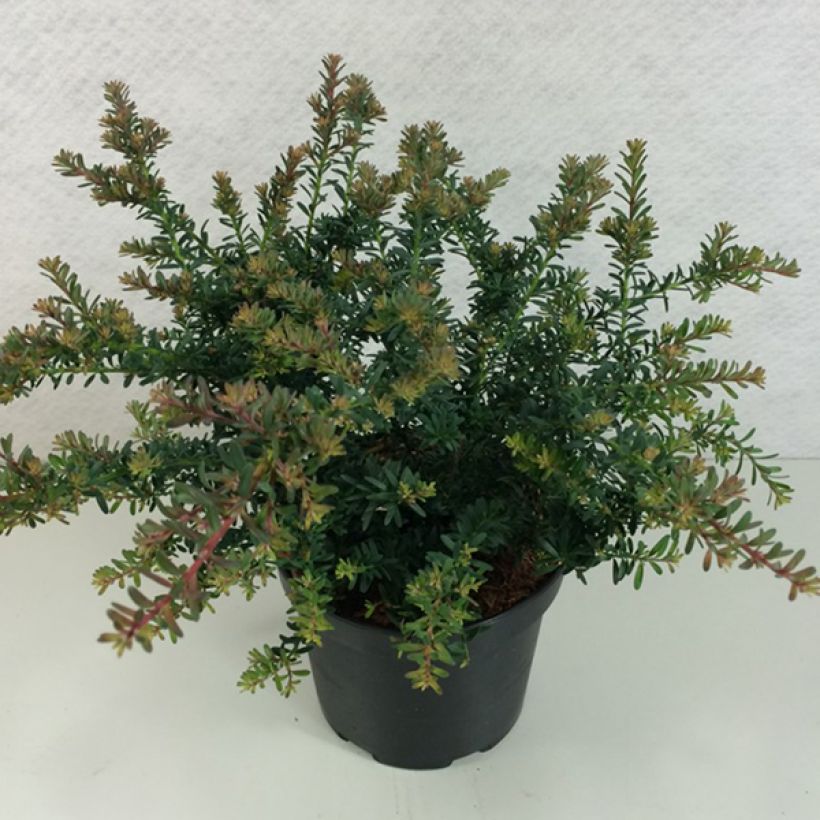 Podocarpus lawrencii Blue Gem (Porto)