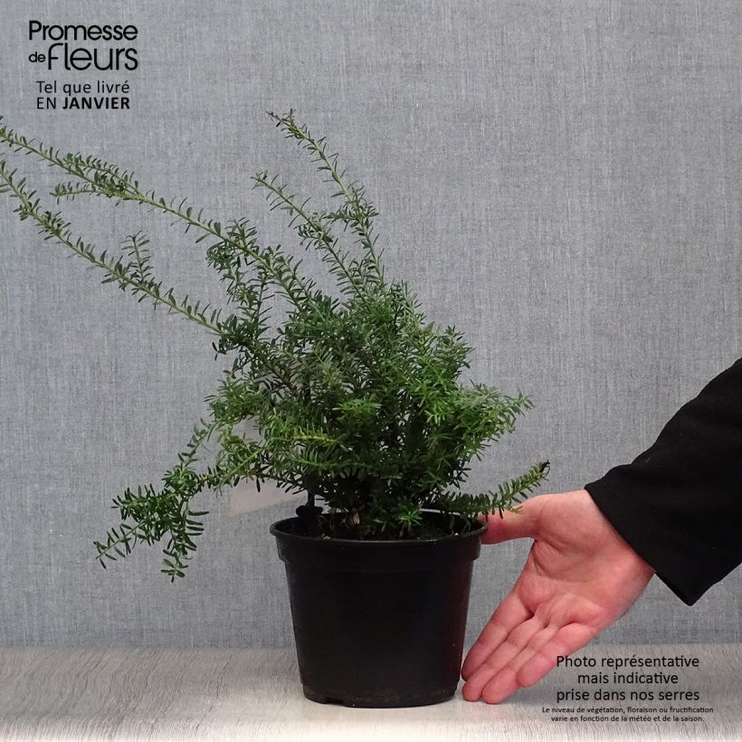 Podocarpus lawrencii Blue Gem Pot de 2L/3L esemplare consegnato in inverno