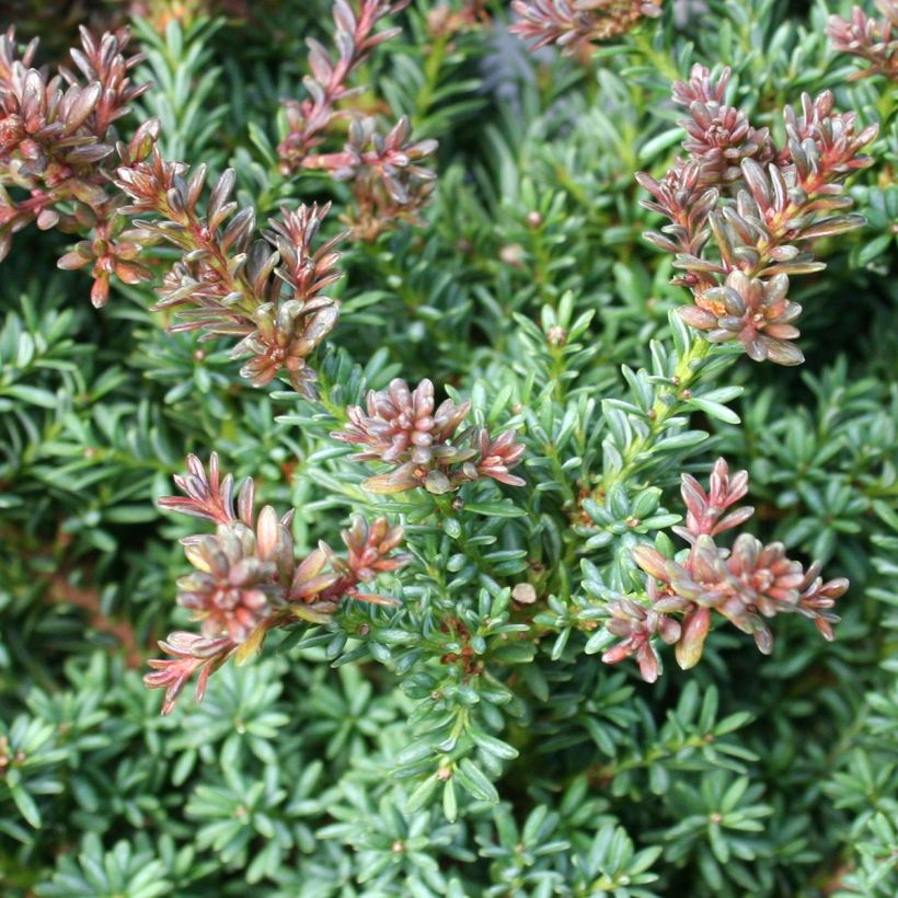 Podocarpus lawrencei Red Tip (Fogliame)