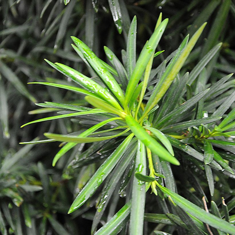 Podocarpus macrophyllus - Podocarpo (Fogliame)