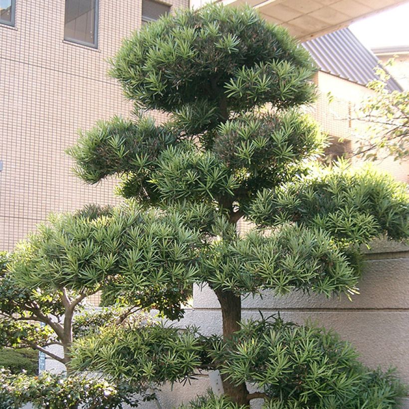 Podocarpus macrophyllus - Podocarpo (Porto)