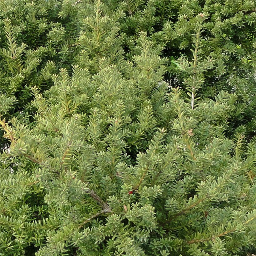 Podocarpus nivalis - Podocarpo (Fogliame)