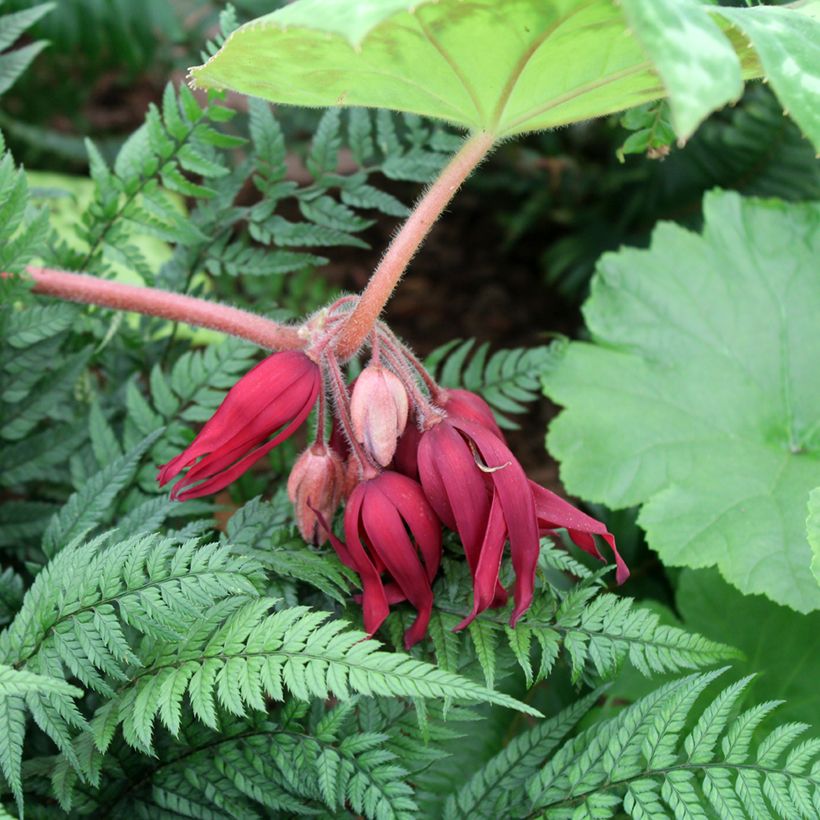 Podophyllum Spotty Dotty - Podofillo (Fioritura)