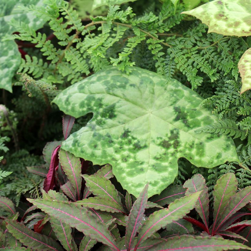 Podophyllum Spotty Dotty - Podofillo (Porto)