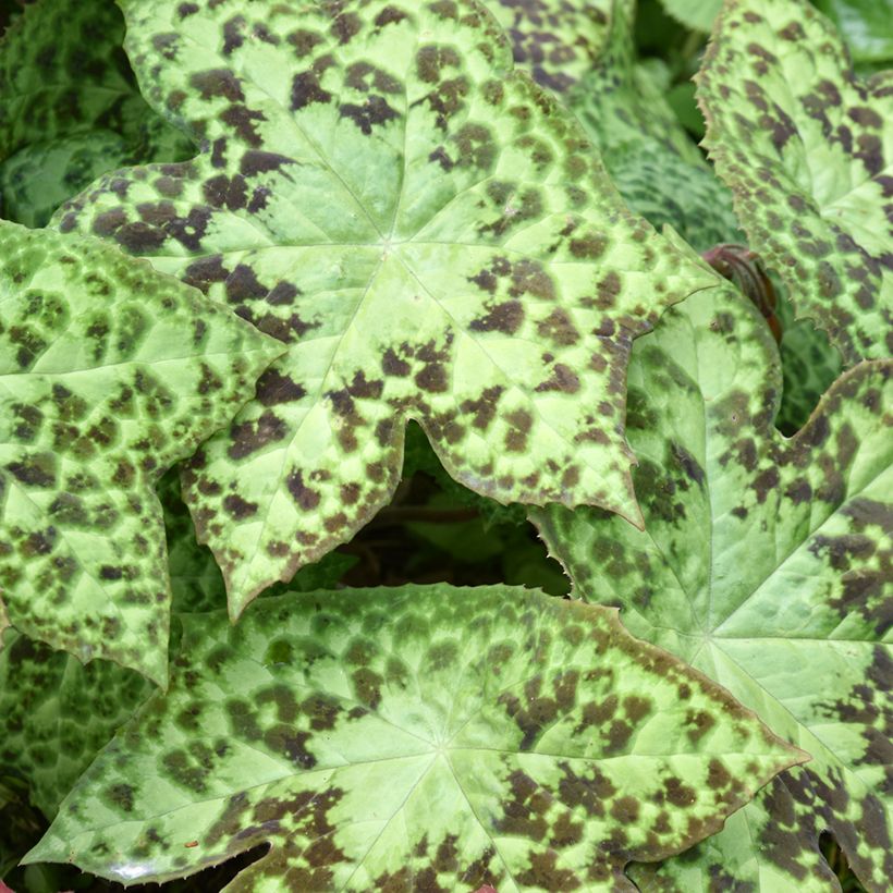 Podophyllum hexandrum - Podofillo indiano (Fogliame)